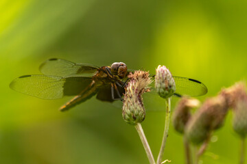 Widow Skimmer Dragonfly poses on a Field Thistle