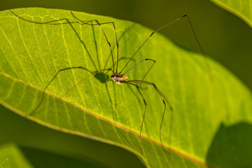 Eastern Harvestman Spider on a leaf