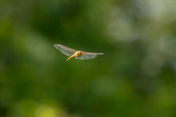 Orange Glider Dragonfly hovers above the marsh