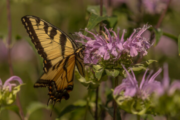 Yellow Swallowtail Butterfly gathers nectar from a wild Bergamot flower