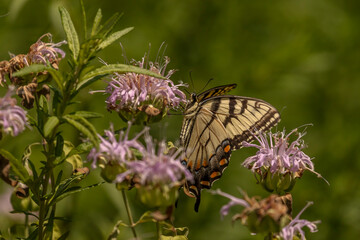 Yellow Swallowtail Butterfly gathers nectar from a Wild Bergamot flower