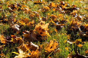 Maple tree foliage in autumn