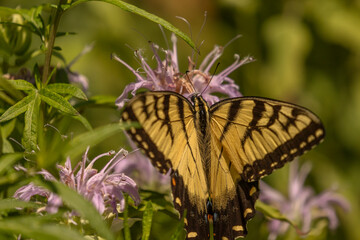 Yellow Swallowtail Butterfly gathers nectar from a Wild Bergamot flower