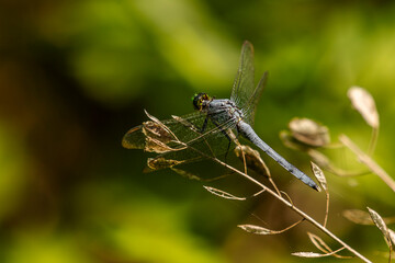 Blue Dasher Dragonfly lands on a plant stem
