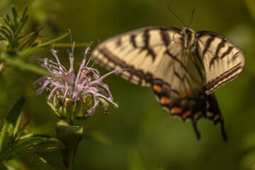 Yellow Swallowtail Butterfly flies away from a Wild Bergamot flower