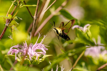 Clearwing Hummingbird Moth gathers nectar from a wild Bergamot flower