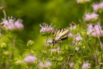 Yellow Swallowtail Butterfly gathers nectar from a wild Bergamot flower
