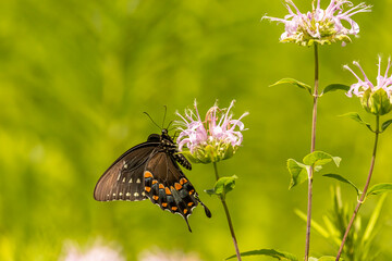 Spicebush Swallowtail Butterfly gathers nectar from a wild Bergamot flower