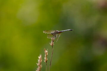 Darner Dragonfly lands on a plant stem