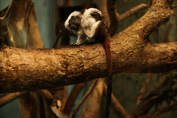 Little marmoset monkeys. Posing for a photo. Wild park. Contact with animals.