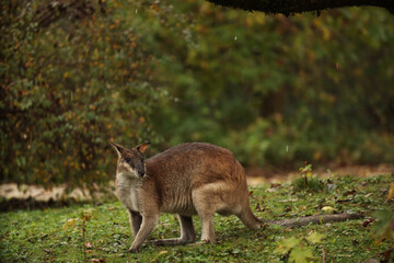 A small kangaroo on the grass, looking for food in the rain. Posing for a photo. Wild park. Contact with animals.