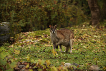 Naklejka na ściany i meble A small kangaroo on the grass, looking for food in the rain. Posing for a photo. Wild park. Contact with animals.
