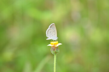 Little butterfly on flower grass