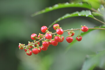 Wild red berries (Rivina humilis) 