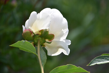 Fototapeta premium Gorgeous White Peony Flowering and Blooming in the Summer