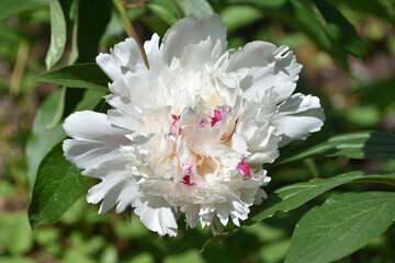 White Peony Blossom with Streaks of Red In it