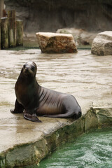 Seals and sea lions swim in the water. Swimming pool. Posing for a photo. Wild park. Contact with animals.