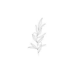 Minimalist linear olive branch. Small ornamental floral element, tiny fine line botanical leaves for tattoo sketch. Vector design
