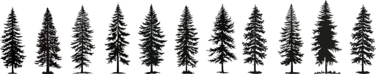 set of vector christmas tree silhouettes, traced outline, detailed silhouette of fir trees.