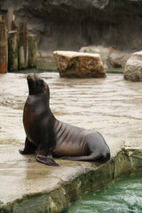 Naklejka premium Seals and sea lions swim in the water. Swimming pool. Posing for a photo. Wild park. Contact with animals.