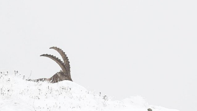 Alpine ibex male on a white background (Capra ibex)
