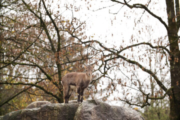 Mountain goat baby on a rock. Posing for a photo. Wild park. Contact with animals.