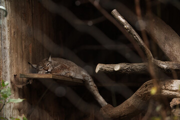 The lynx is sleeping. Posing for a photo. Wild park. Contact with animals.