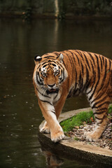 Naklejka premium A tiger walks near a lake in the forest. autumn Posing for a photo. Wild park. Contact with animals.