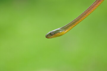 Red Boiga closeup, animal closeup