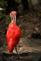 Red ibis in the river in the park with yellow leaves. autumn Posing for a photo. Wild park. Contact with animals.