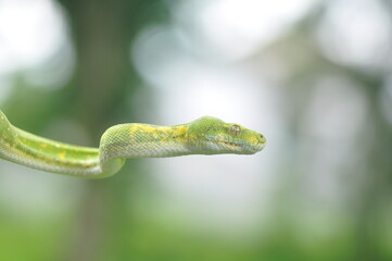 Green tree python Morelia Viridis