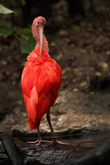 Red ibis in the river in the park with yellow leaves. autumn Posing for a photo. Wild park. Contact with animals.