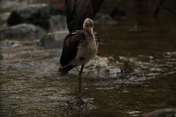 Ibis in the river in the park with yellow leaves. autumn Posing for a photo. Wild park. Contact with animals.