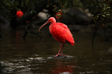 Red ibis in the river in the park with yellow leaves. autumn Posing for a photo. Wild park. Contact...