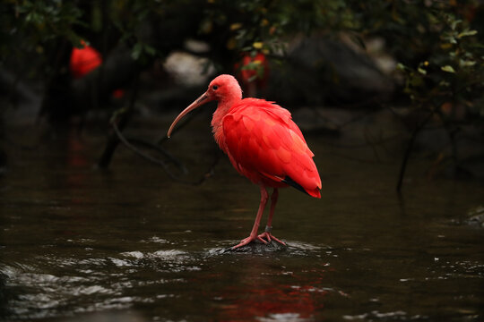 Red ibis in the river in the park with yellow leaves. autumn Posing for a photo. Wild park. Contact with animals.