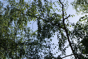 High birch tree in summer