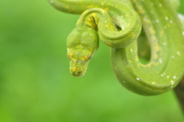 Green tree python Morelia Viridis