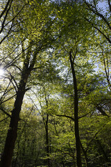 young foliage on deciduous trees in the forest in the spring season