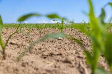 green corn sprouts in the spring season, an agricultural field
