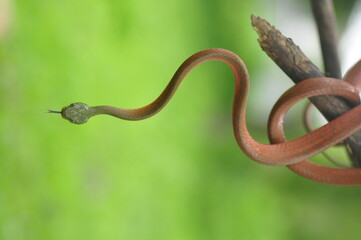 Red Boiga closeup, animal closeup