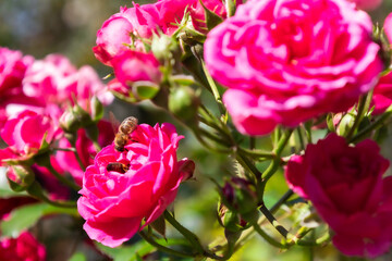zbliżenie na pszczołę w kwiatach krzewu czerwonej róży