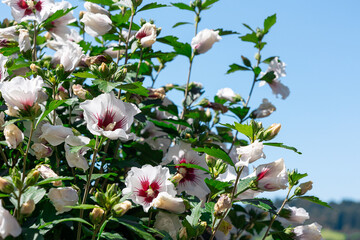 Krzew hibiskusa białego na niebieskim tle