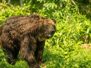 A big brown bear with stand on green grass