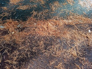 Fallen needles of a brown Christmas tree