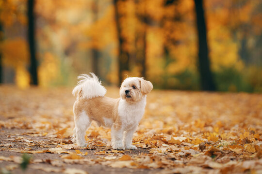 Cute shihtzu dog in nature. Little Dog in autumn leaves. Walking with a pet in the park at fall 