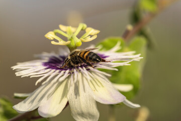 Wildlife close-up: Bee on a passion flower