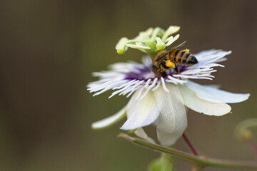 Wildlife close-up: Bee on a passion flower