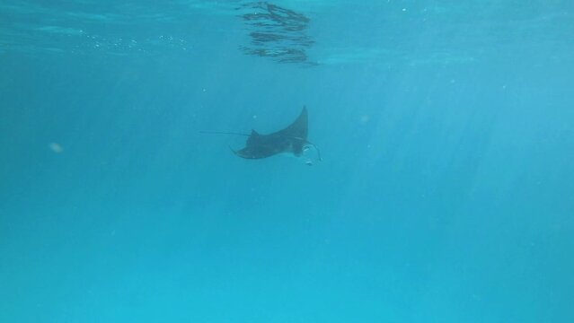 a very big manta ray swims close under the water surface