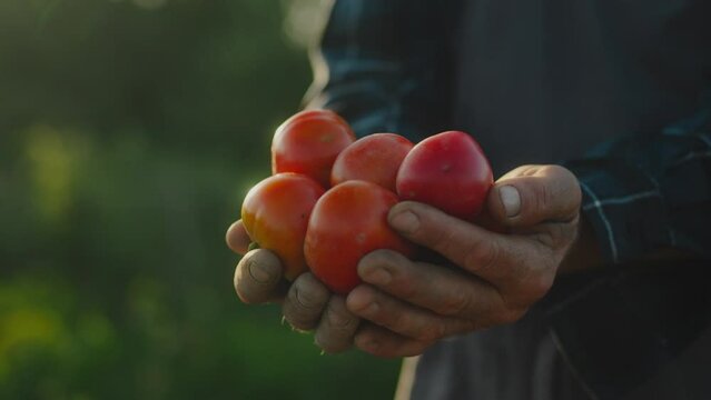 Male organic farmer picking tomatoes on a plantation. Farmer's hands with freshly picked tomatoes. Freshly picked tomatoes in hand. Gardening tomatoes outdoors. Farmer's hands with harvest of tomatoes