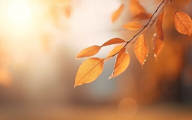 Beautiful autumn leaves on blurred background with bokeh effect.